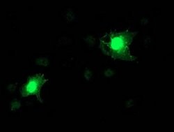 NAPEPLD Monoclonal Antibody (OTI1H4), TrueMAB , OriGene 100 &mu;L; Unconjugated:Antibodies,