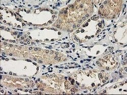 NAPEPLD Mouse anti-Human, Clone: OTI4B12, TrueMAB , Origene 30 &mu;L; Unconjugated:Anticuerpos