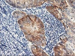 NAPEPLD Mouse anti-Human, Clone: OTI7B9, lyophilized, TrueMAB 100 &mu;g;