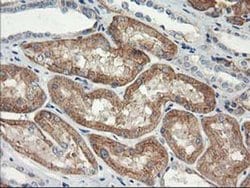 NAPEPLD Monoclonal Antibody (OTI7B9), TrueMAB , OriGene:Antibodies:Primary