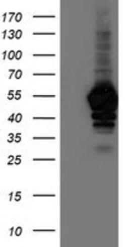 NAPEPLD Mouse anti-Human, Clone: OTI7B9, lyophilized, TrueMAB 100 &mu;g;