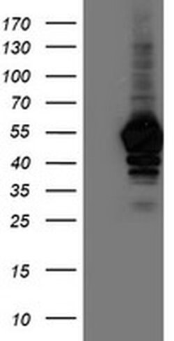 NAPEPLD Monoclonal Antibody (OTI7B9), TrueMAB , OriGene 100 &mu;L; Unconjugated:Antibodies,