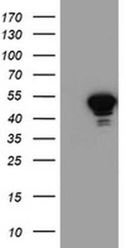 NAPEPLD Monoclonal Antibody (OTI1H4), TrueMAB , OriGene 100 &mu;L; Unconjugated:Antibodies,
