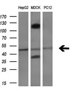 NAPEPLD Monoclonal Antibody (OTI1H4), TrueMAB , OriGene:Antibodies:Primary