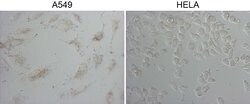 NAPSA Monoclonal Antibody (OTI4G9), TrueMAB , OriGene 100 &mu;L; Unconjugated:Antibodies,