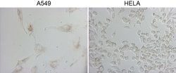 NAPSA Monoclonal Antibody (OTI3E5), TrueMAB , OriGene 100 &mu;L; Unconjugated:Antibodies,