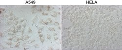 NAPSA Monoclonal Antibody (OTI3A4), TrueMAB , OriGene 100 &mu;L | Buy Online | OriGene | Fisher Scientific