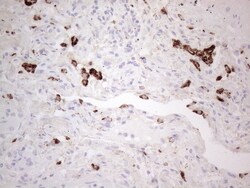 NAPSA Monoclonal Antibody (OTI2F11), TrueMAB , OriGene 30 &mu;L | Buy Online | Origene Technologies | Fisher Scientific