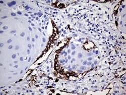 NAPSA Monoclonal Antibody (OTI1B5), TrueMAB , OriGene 100 &mu;L; Unconjugated:Antibodies,