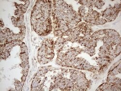 NAPSA Monoclonal Antibody (OTI3E5), TrueMAB , OriGene 100 &mu;L; Unconjugated:Antibodies,