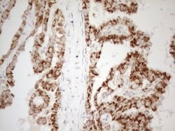 NAPSA Monoclonal Antibody (OTI3E5), TrueMAB , OriGene 100 &mu;L; Unconjugated:Antibodies,