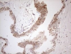 NAPSA Monoclonal Antibody (OTI3E5), TrueMAB , OriGene 100 &mu;L; Unconjugated:Antibodies,