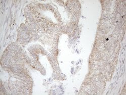 NAPSA Monoclonal Antibody (OTI3E5), TrueMAB , OriGene 100 &mu;L; Unconjugated:Antibodies,