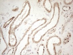 NAPSA Monoclonal Antibody (OTI3E5), TrueMAB , OriGene 100 &mu;L; Unconjugated:Antibodies,