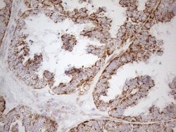 NAPSA Monoclonal Antibody (OTI3C6), TrueMAB , OriGene 100 &mu;L; Unconjugated:Antibodies,