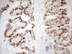 NAPSA Monoclonal Antibody (OTI3C6), TrueMAB , OriGene:Antibodies:Primary