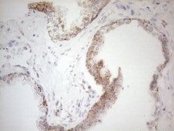 NAPSA Monoclonal Antibody (OTI3C6), TrueMAB , OriGene 100 &mu;L; Unconjugated:Antibodies,