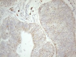 NAPSA Monoclonal Antibody (OTI3C6), TrueMAB , OriGene:Antibodies:Primary