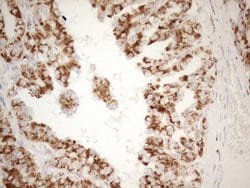 NAPSA Monoclonal Antibody (OTI3A4), TrueMAB , OriGene 100 &mu;L | Buy Online | OriGene | Fisher Scientific