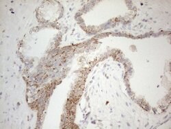 NAPSA Mouse anti-Human, Clone: OTI3A4, lyophilized, TrueMAB 100 &mu;g;