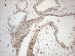 NAPSA Monoclonal Antibody (OTI3A4), TrueMAB , OriGene 100 &mu;L | Buy Online | OriGene | Fisher Scientific