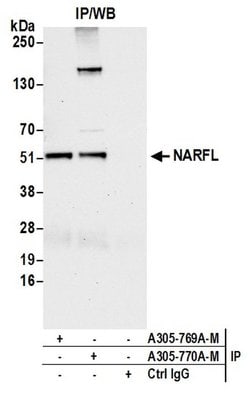 NARFL Polyclonal Antibody, Bethyl Laboratories:Antibodies:Primary Antibodies
