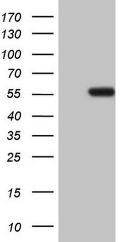 NARS2 Monoclonal Antibody (OTI10G5), TrueMAB , OriGene:Antibodies:Primary