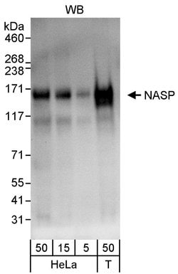 NASP Rabbit anti-Human, Polyclonal, Bethyl Laboratories 100 &mu;L; Unconjugated:Antibodies,