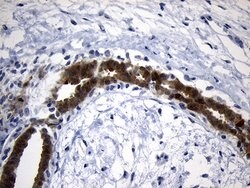 NAT1 Mouse anti-Human, Clone: OTI1G1, lyophilized, TrueMAB 100 &mu;g; Unconjugated:Antibodies,