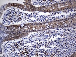 NAT1 Mouse anti-Human, Clone: OTI6D7, liquid, TrueMAB 100 &mu;L | Buy Online | OriGene | Fisher Scientific