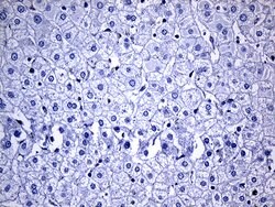 NAT1 Mouse anti-Human, Clone: OTI6D7, liquid, TrueMAB 100 &mu;L | Buy Online | OriGene | Fisher Scientific