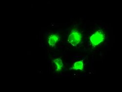 NAT8 Mouse anti-Human, Clone: OTI6H3, liquid, TrueMAB 100 &mu;L; Unconjugated:Antibodies,