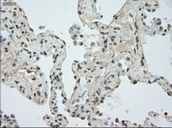 NAT8 Mouse anti-Human, Clone: OTI6H3, liquid, TrueMAB 100 &mu;L; Unconjugated:Antibodies,