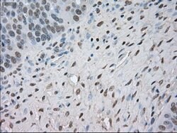 NAT8 Mouse anti-Human, Clone: OTI6H3, liquid, TrueMAB 100 &mu;L; Unconjugated:Antibodies,