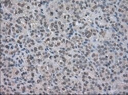 NAT8 Mouse anti-Human, Clone: OTI6H3, liquid, TrueMAB 100 &mu;L; Unconjugated:Antibodies,