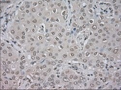 NAT8 Mouse anti-Human, Clone: OTI6H3, liquid, TrueMAB 100 &mu;L; Unconjugated:Antibodies,