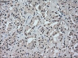 NAT8 Mouse anti-Human, Clone: OTI6H3, liquid, TrueMAB 100 &mu;L; Unconjugated:Antibodies,