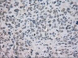 NAT8 Mouse anti-Human, Clone: OTI6H3, liquid, TrueMAB 100 &mu;L; Unconjugated:Antibodies,