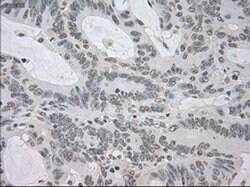 NAT8 Mouse anti-Human, Clone: OTI6H3, liquid, TrueMAB 100 &mu;L; Unconjugated:Antibodies,