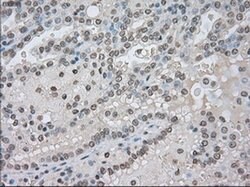 NAT8 Mouse anti-Human, Clone: OTI6H3, liquid, TrueMAB 100 &mu;L; Unconjugated:Antibodies,