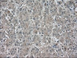 NAT8 Mouse anti-Human, Clone: OTI6H3, liquid, TrueMAB 100 &mu;L; Unconjugated:Antibodies,
