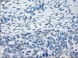 NAT8 Mouse anti-Human, Clone: OTI5A8, liquid, TrueMAB 100 &mu;L; Unconjugated:Anticuerpos