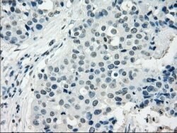 NAT8 Mouse anti-Human, Clone: OTI5A8, liquid, TrueMAB 100 &mu;L; Unconjugated:Anticuerpos