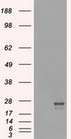 NAT8 Mouse anti-Human, Clone: OTI6H3, liquid, TrueMAB 100 &mu;L; Unconjugated:Antibodies,