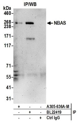 NBAS Polyclonal Antibody, Bethyl Laboratories 20 &mu;L; Unconjugated:Antibodies,