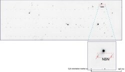 NBN Mouse anti-Human, Clone: UMAB100, liquid, UltraMAB 30 &mu;L | Buy Online | Origene Technologies | Fisher Scientific