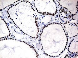 NBN Mouse anti-Human, Clone: OTI3A9, liquid, TrueMAB 30 &mu;L; Unconjugated:Antibodies,