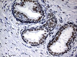 NBN Mouse anti-Human, Clone: OTI3A9, liquid, TrueMAB 30 &mu;L; Unconjugated:Antibodies,