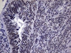 NBN Monoclonal Antibody (OTI8E6), TrueMAB , OriGene 100 &mu;L; Unconjugated:Antibodies,