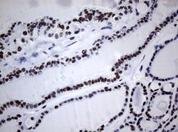 NBN Mouse anti-Human, Clone: OTI6D10, lyophilized, TrueMAB 100 &mu;g; Unconjugated:Antibodies,